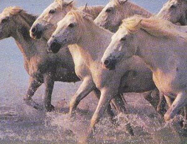 Horse Paintings N121