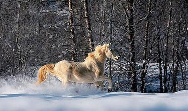 Horse Paintings N128