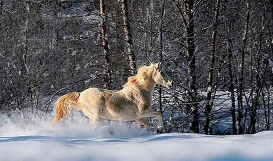 Horse Paintings N128
