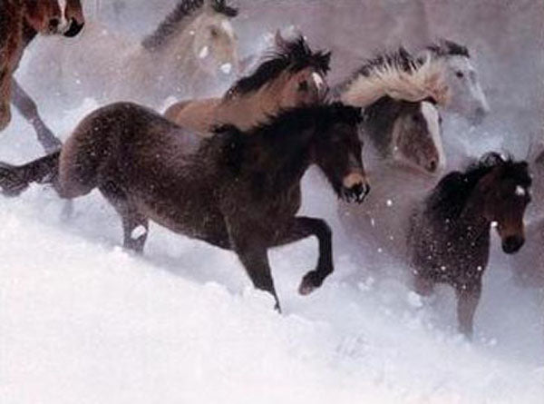 Horse Paintings N140