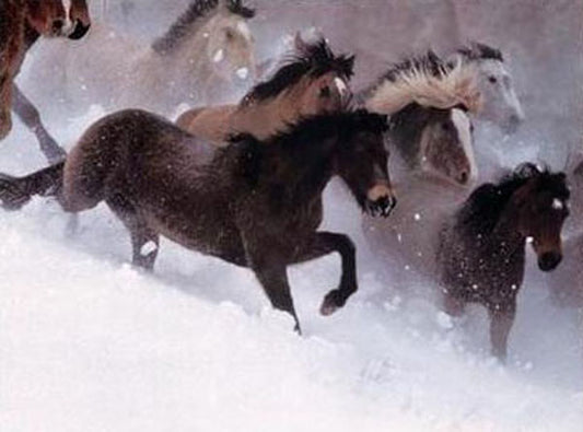 Horse Paintings N140