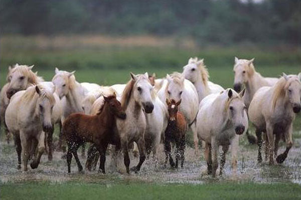 Horse Paintings N142