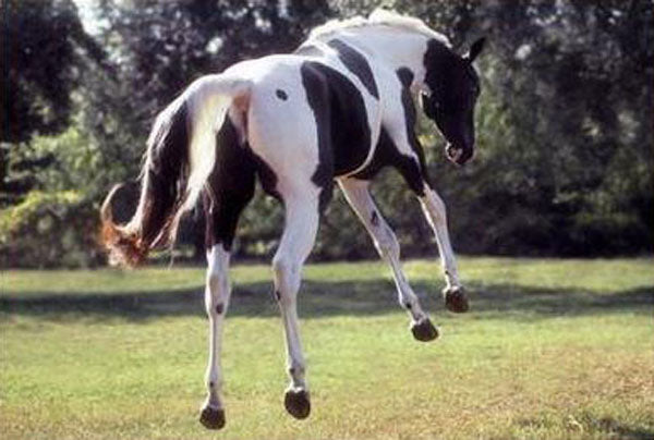 Horse Paintings N145