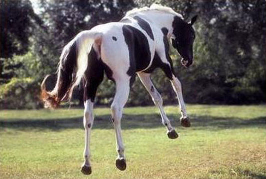 Horse Paintings N145