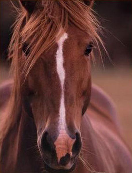 Horse Paintings N146