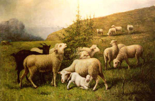 Sheep Paintings N001