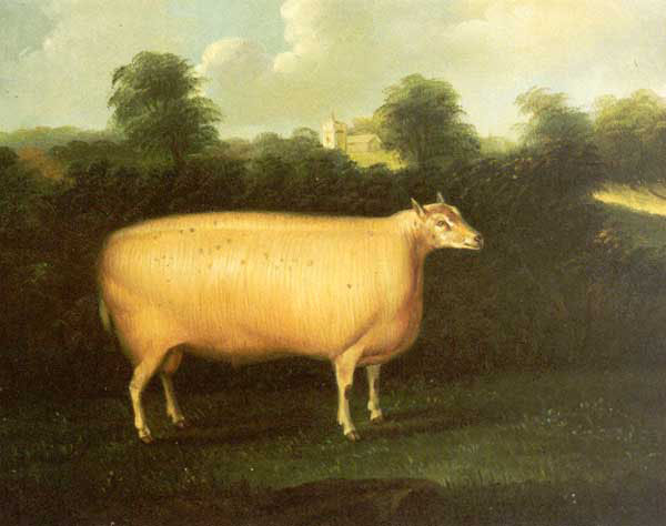 Sheep Paintings N003