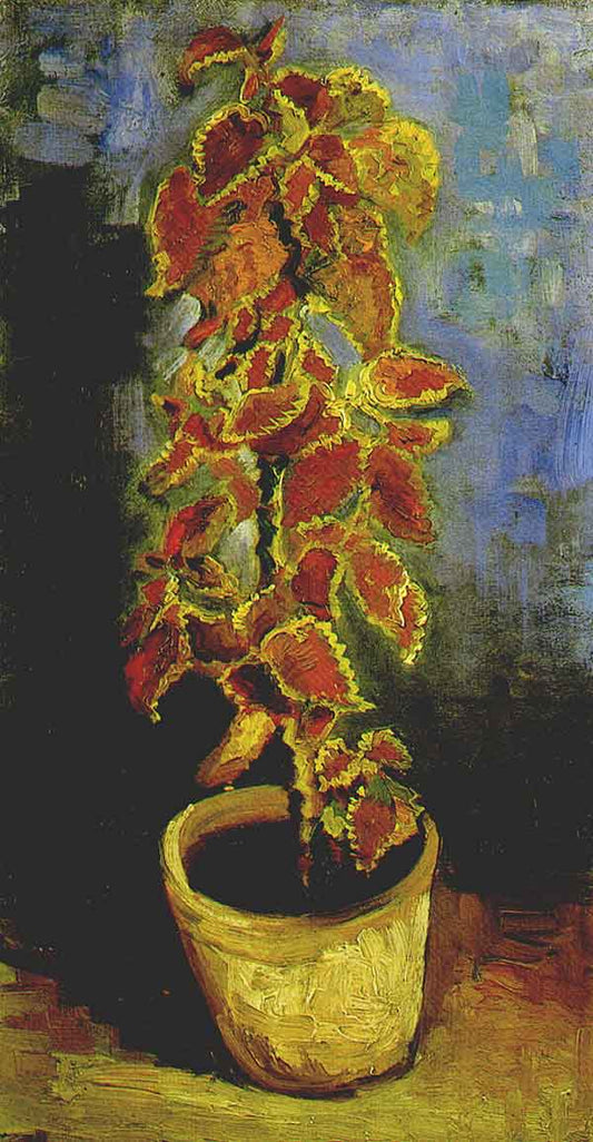 Coleus Plant in a Flowerpot