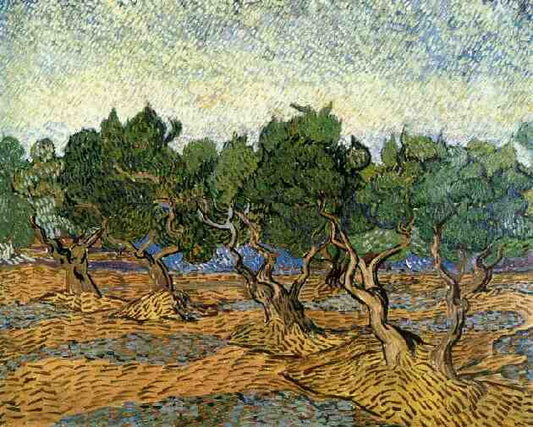 Olive Grove Bright Blue Sky