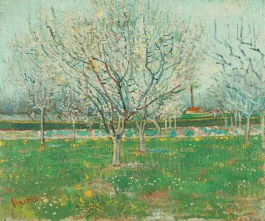 Orchard in Blossom Plum Trees