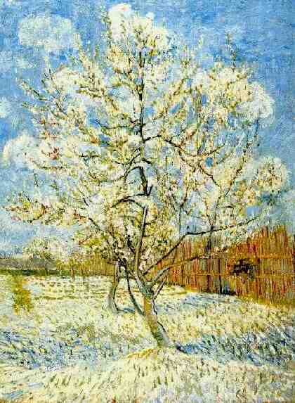 Peach Tree in Blossom
