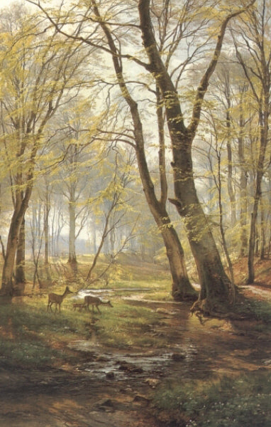 Woodland Scene With Deer